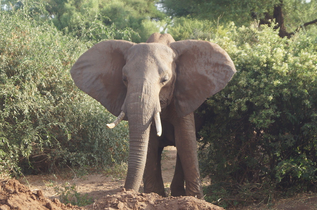 Слоновые уши. Уши слона. Уши африканских слонов. У слона большие уши. Африканские слоны уши.