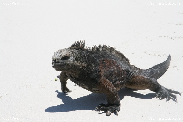 ������� �������, ���� 112