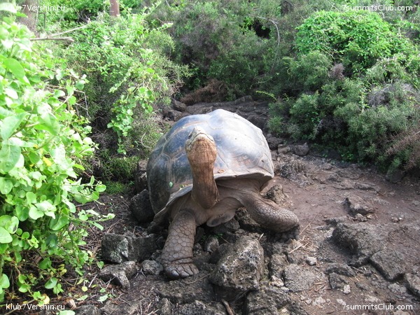 ������� �������, ���� 152