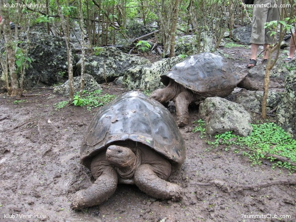 ������� �������, ���� 153