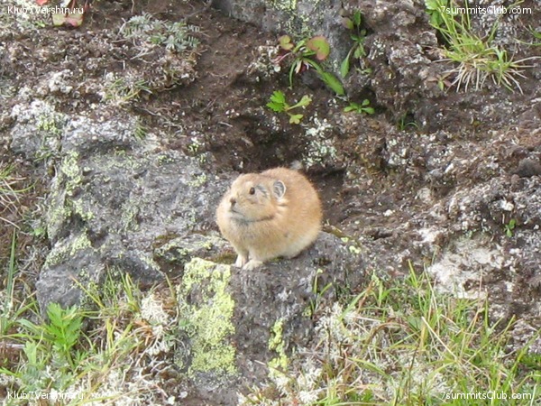 ��������. ������ �������, ���� 5