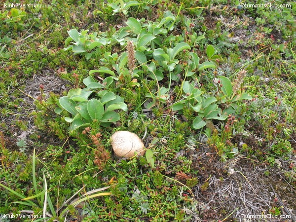 ��������. ������ �������, ���� 10