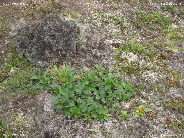 ��������. ������ �������, ���� 13