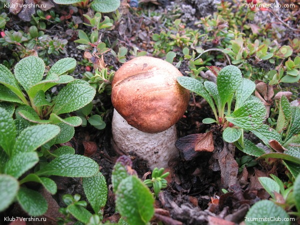 ��������. ������ �������, ���� 17