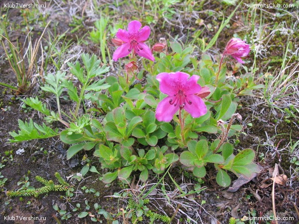 ��������. ������ �������, ���� 18