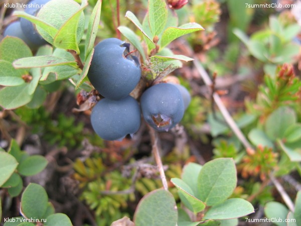 ��������. ������ �������, ���� 21