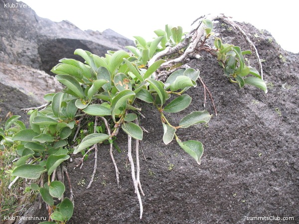 ��������. ������ �������, ���� 22