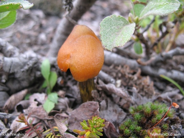 ��������. ������ �������, ���� 24