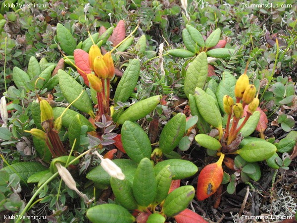 ��������. ������ �������, ���� 29