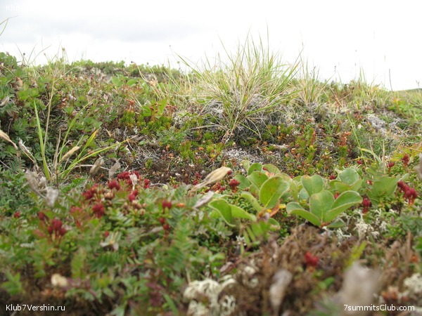 ��������. ������ �������, ���� 31