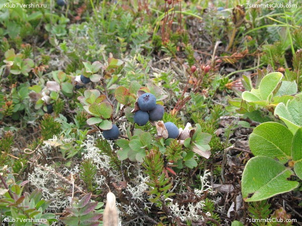 ��������. ������ �������, ���� 33