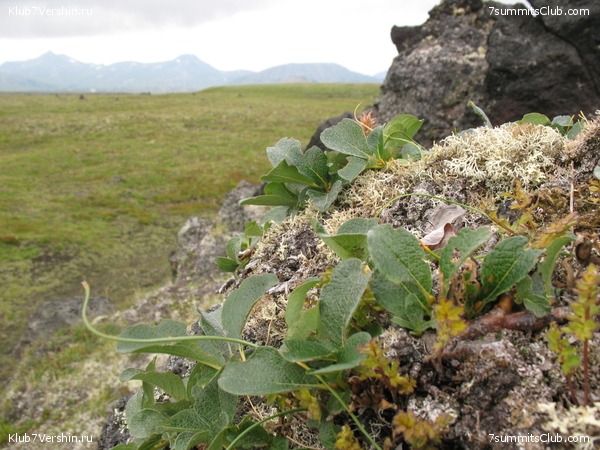 ��������. ������ �������, ���� 35