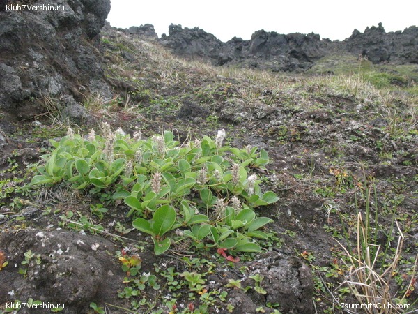 ��������. ������ �������, ���� 44