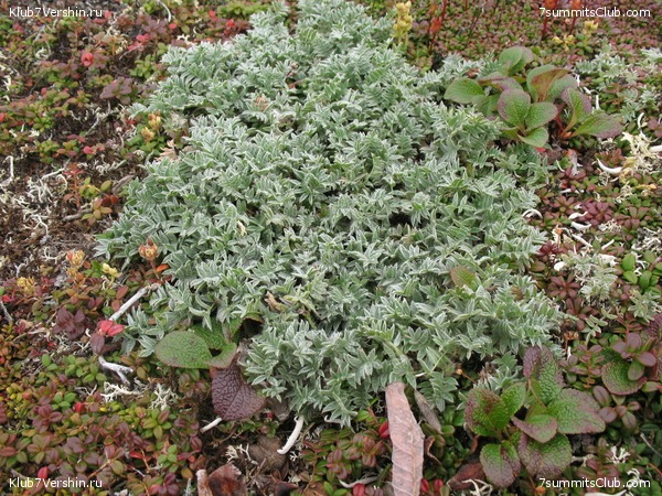 ��������. ������ �������, ���� 71