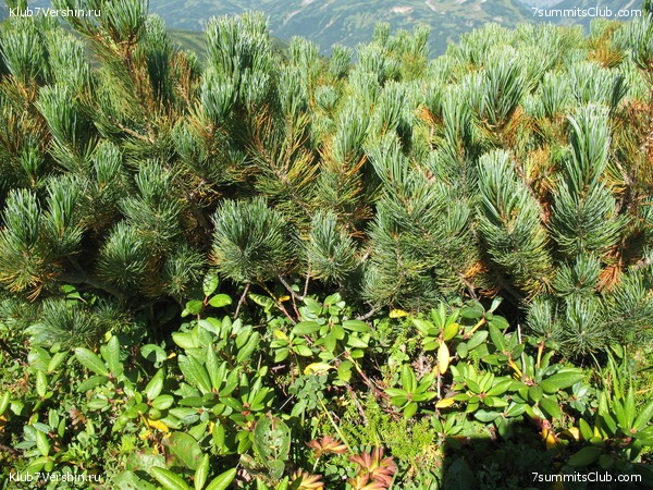 ��������. ������ �������, ���� 154