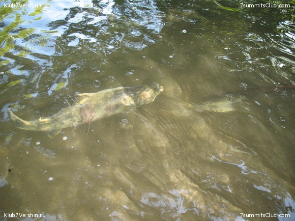 ��������. ������ �������, ���� 168