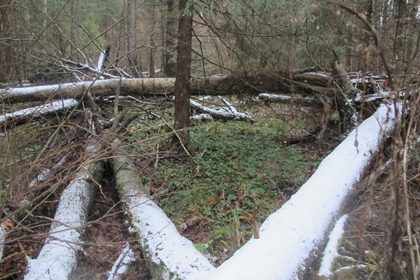 ����� ��������� ������� �����, ���� 26