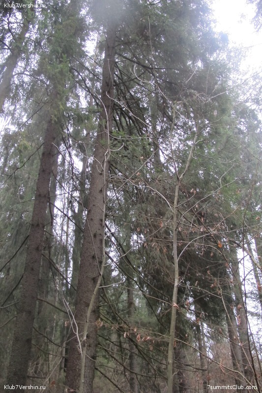 ����� ��������� ������� �����, ���� 131