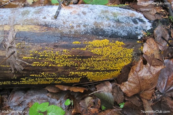 ����� ��������� ������� �����, ���� 32