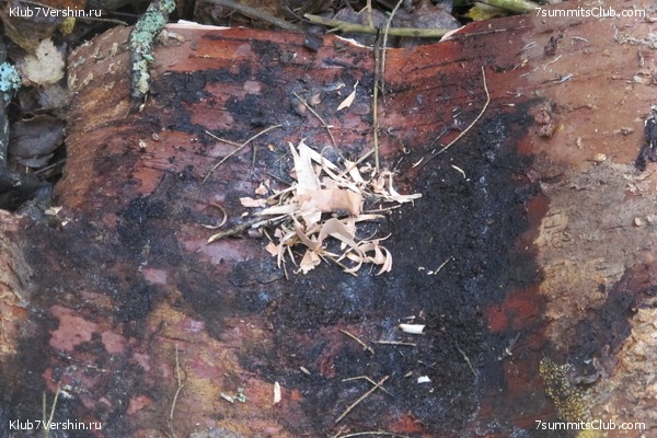 ����� ��������� ������� �����, ���� 39