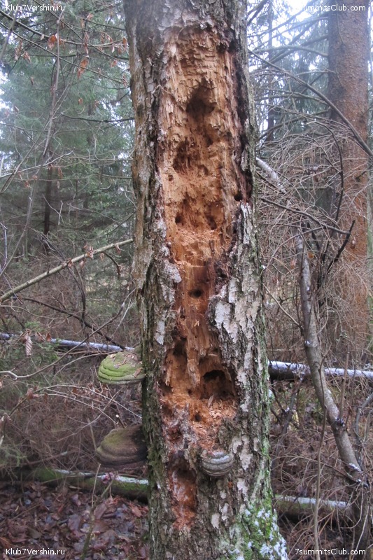 ����� ��������� ������� �����, ���� 135