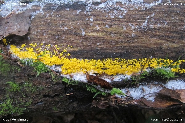 ����� ��������� ������� �����, ���� 42