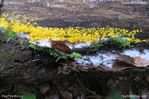 ����� ��������� ������� �����, ���� 44