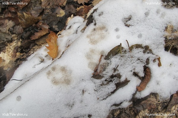 ����� ��������� ������� �����, ���� 46