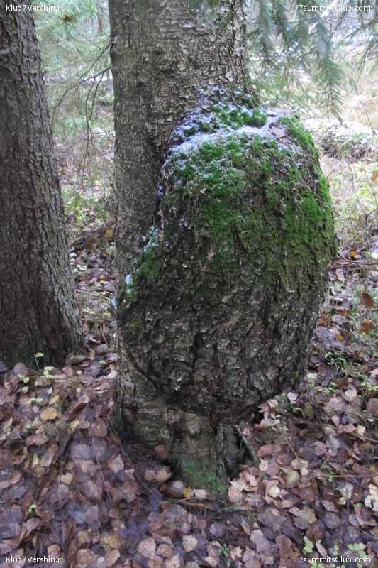 ����� ��������� ������� �����, ���� 137