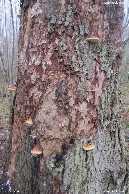 ����� ��������� ������� �����, ���� 139