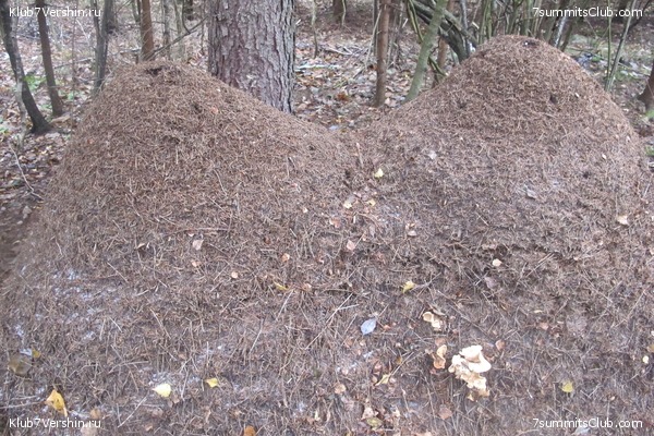 ����� ��������� ������� �����, ���� 49