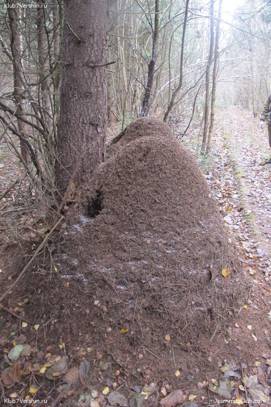 ����� ��������� ������� �����, ���� 141