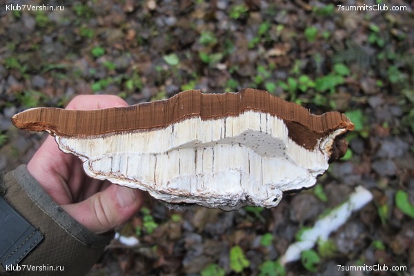 ����� ��������� ������� �����, ���� 57