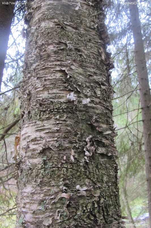 ����� ��������� ������� �����, ���� 145