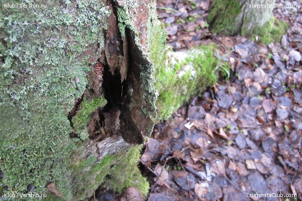 ����� ��������� ������� �����, ���� 59