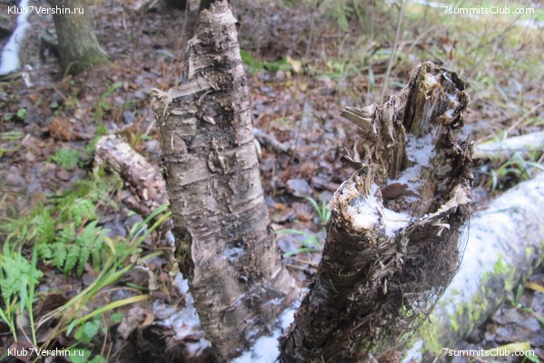 ����� ��������� ������� �����, ���� 65