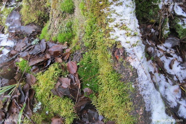 ����� ��������� ������� �����, ���� 76