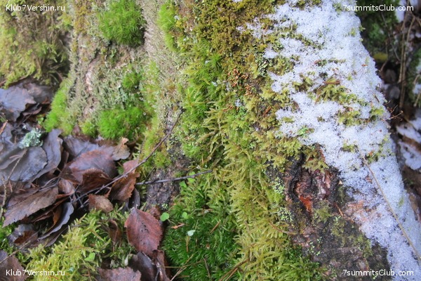 ����� ��������� ������� �����, ���� 81