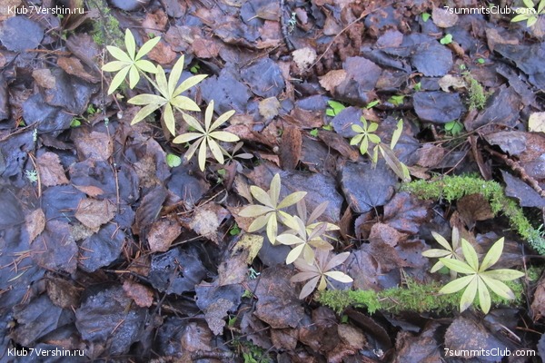 ����� ��������� ������� �����, ���� 85