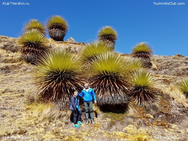 ���� �����, ���� 43