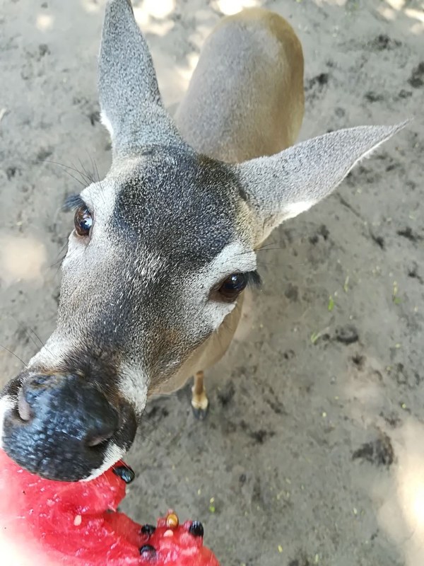 �������. ������ ����������, ���� 51