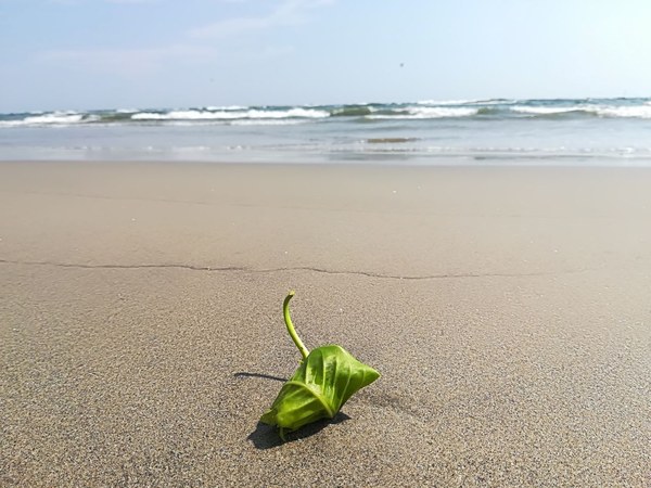 �������. ������ ����������, ���� 31