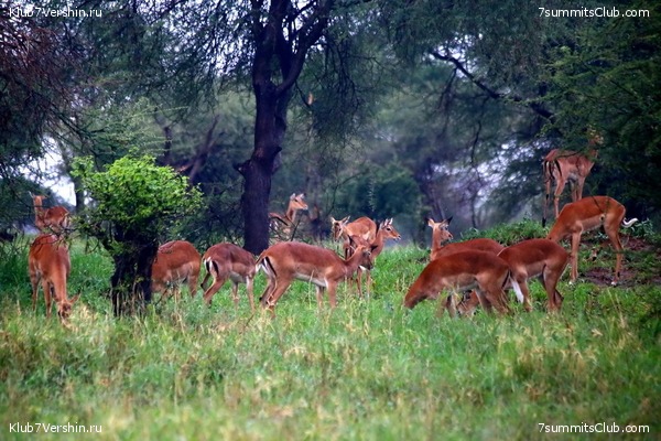 00-������������ �������, ���� 115