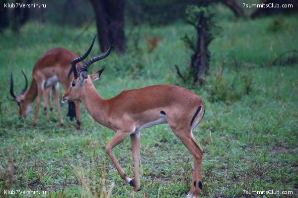 00-������������ �������, ���� 118