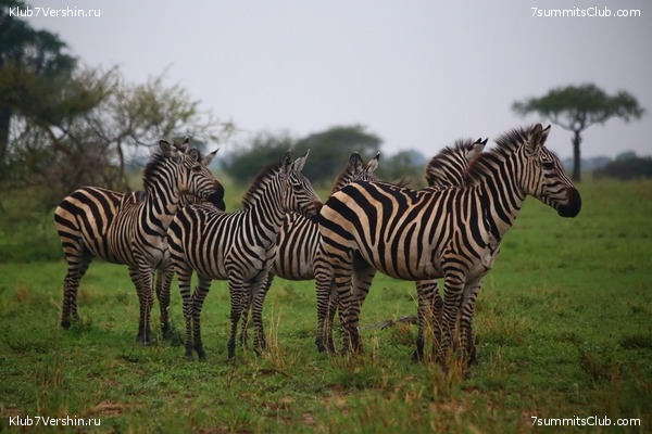 00-������������ �������, ���� 135