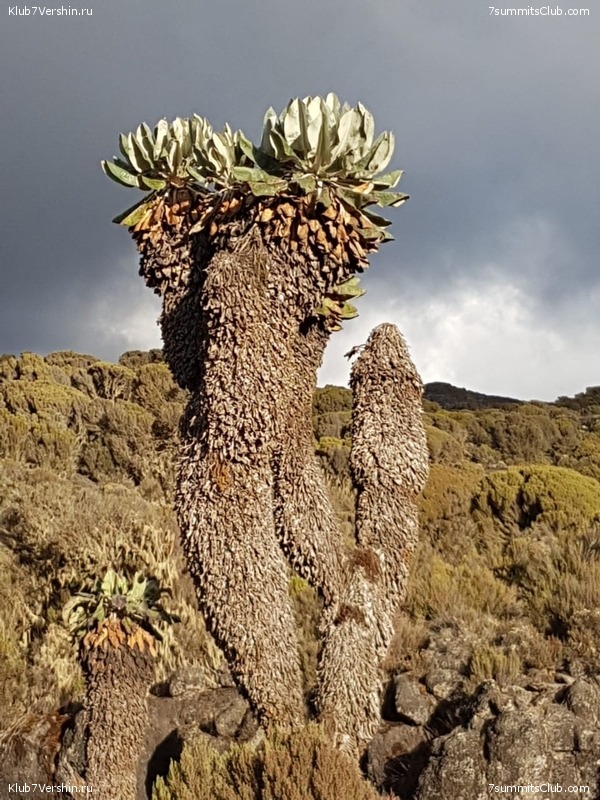 ������������ 2018. ����� ������, ���� 10