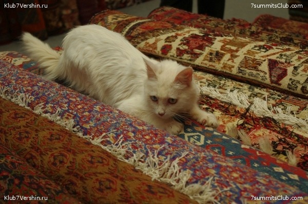 � ���� ������� ����� � ������� �������