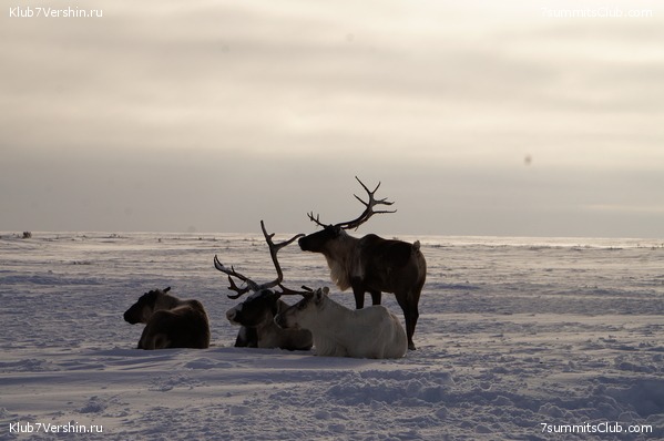 ������ ���, ���� 4