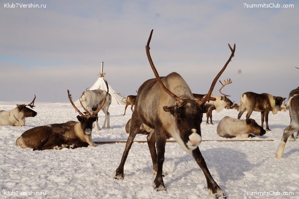 ������ ���, ���� 5