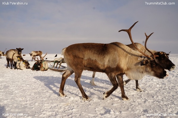 ������ ���, ���� 6